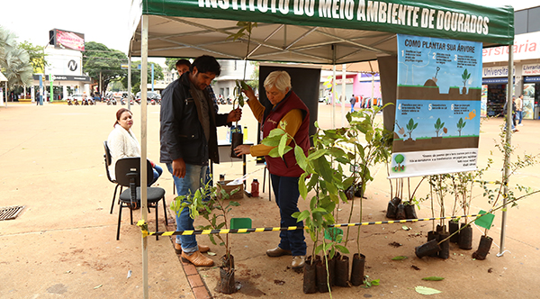 distribuição de mudas_ (15) (1)