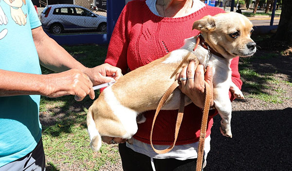 Dourados já tem quase 16 mil animais vacinados contra raiva e ações itinerantes continuam