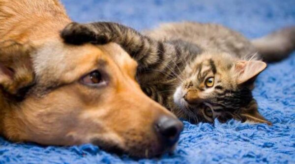 Governo Federal instituí campanha para promover saúde de animais domésticos e prevenir zoonoses