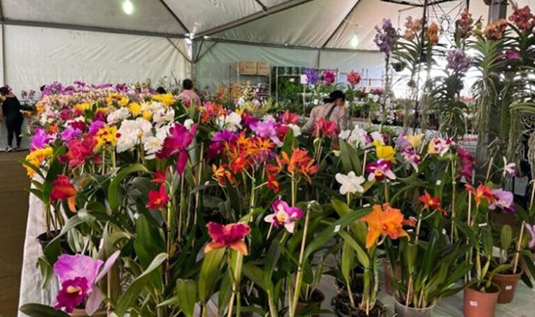 Dourados recebe feira de flores ornamentais de 4 a 8 de março na Praça Antônio João