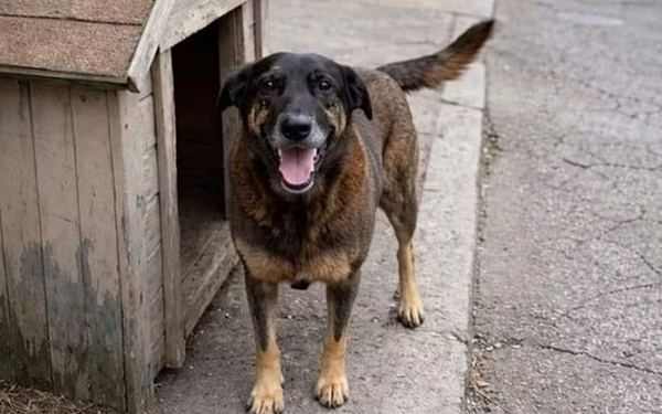 Exumação do cão Orelha não apontou fraturas