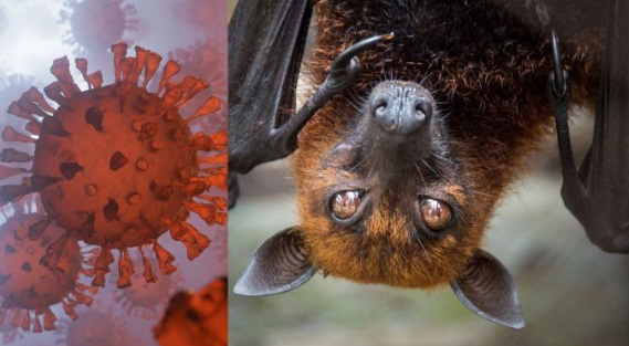 Vírus Nipah preocupa o mundo: qual é o risco real para o Brasil?