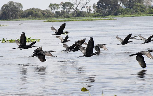 Pantanal é ponto de parada e alimentação para 190 espécies de aves migratórias do Continente