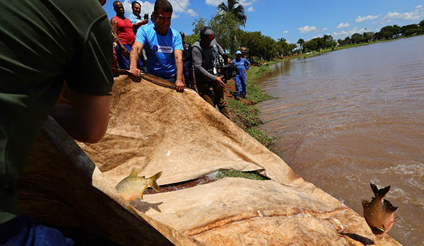 Prefeitura de Dourados solta 3 toneladas de peixes no Parque Antenor Martins