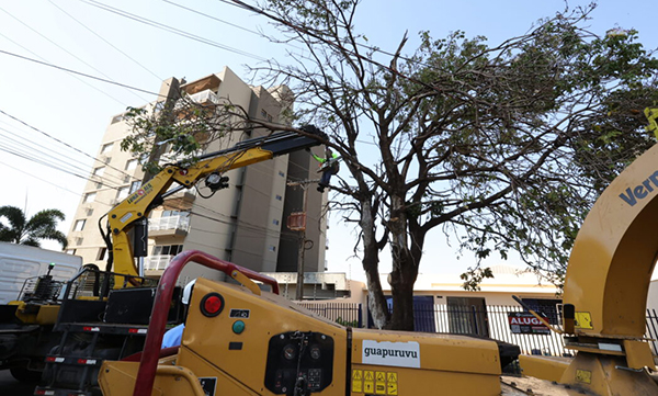 Prefeitura já removeu centenas de árvores condenadas e plantou mais de 700 mudas