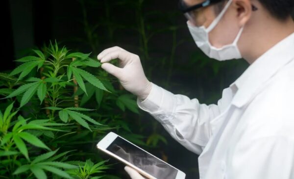 Cannabis pode virar a nova potência do agro no Brasil