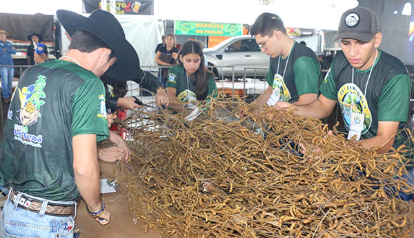 Pé de Soja Solteiro será de 24 a 26 de abril em Laguna Carapã