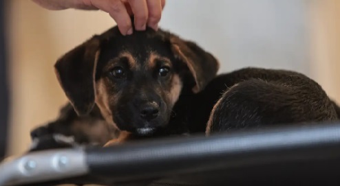 Lei define guarda compartilhada de pets; Veja detalhes